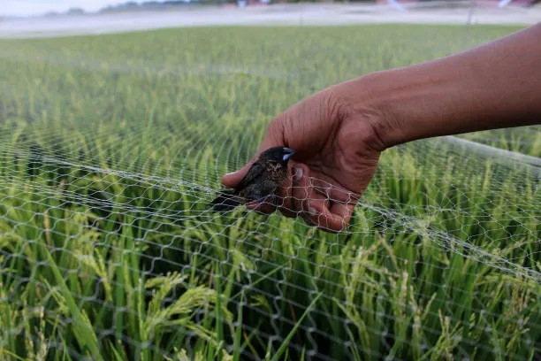 Anti Bird Nets in Himayatnagar