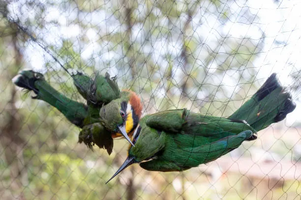 Anti Bird Nets in Gandipet