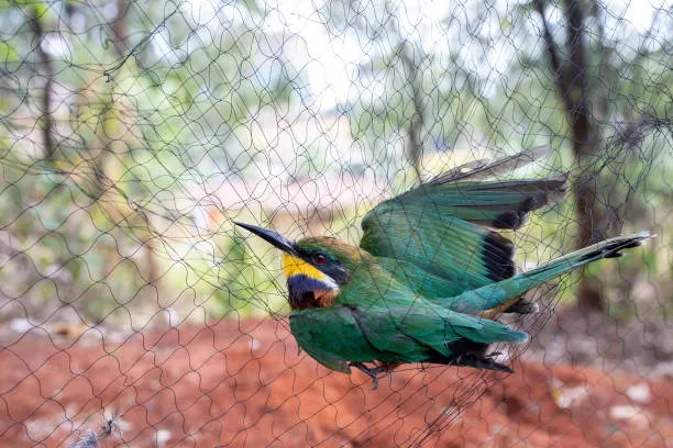 Anti Bird Nets in Golconda