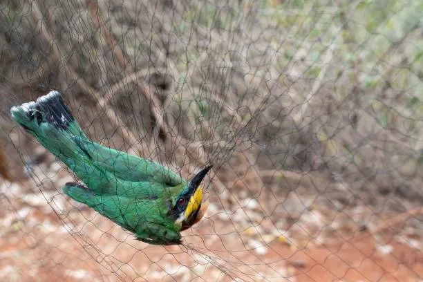 Anti Bird Nets in Hafeezpet