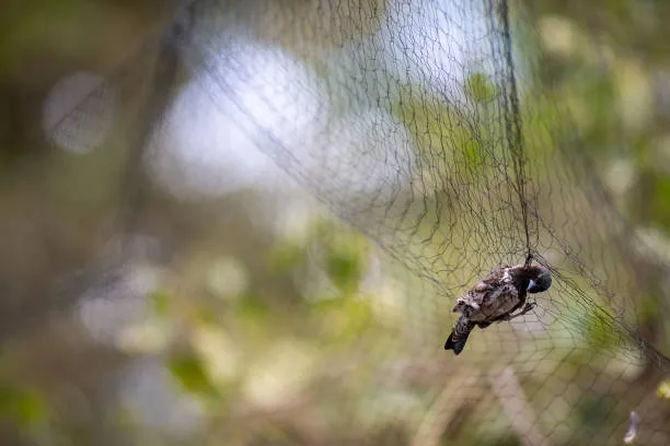 Anti Bird Nets in Kondapur