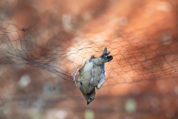 Anti Bird Nets in Himayatnagar