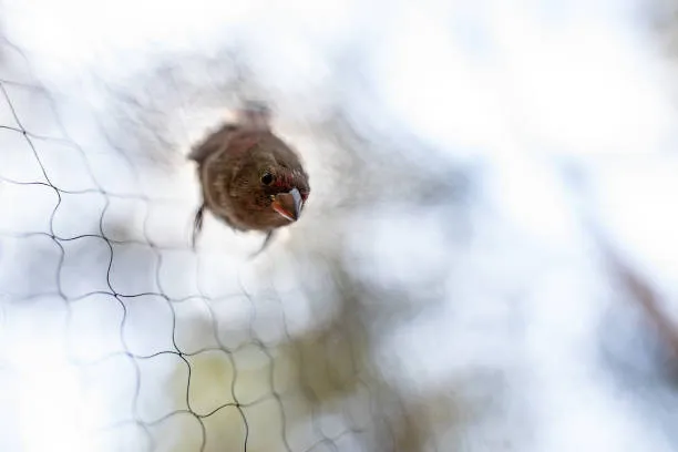 Anti Bird Nets in Kompally