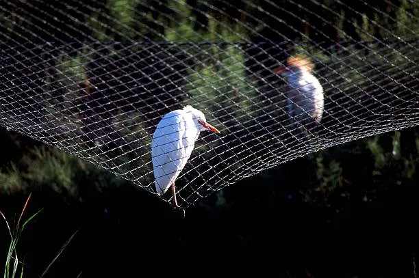Anti Bird Nets in Gandipet