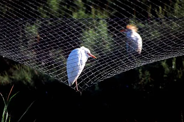 Anti Bird Nets in Kismatpur