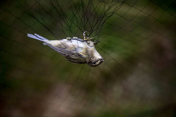 Anti Bird Nets in Kismatpur