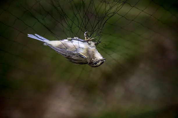 Anti Bird Nets in Gandipet