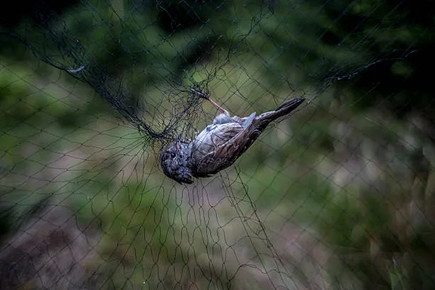 Anti Bird Nets in Falaknuma