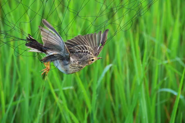 Anti Bird Nets in Gachibowli