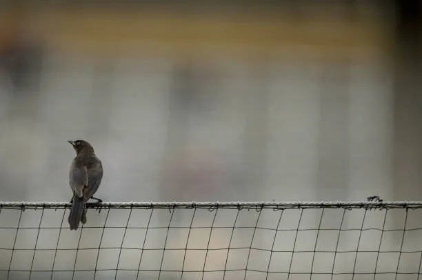 Anti Bird Nets in Jubilee Hills