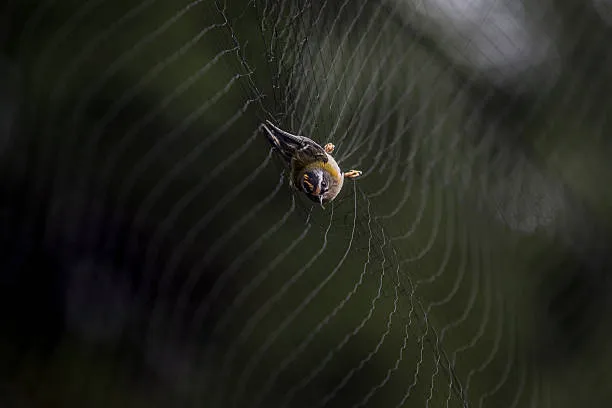 Anti Bird Nets in Mallapur