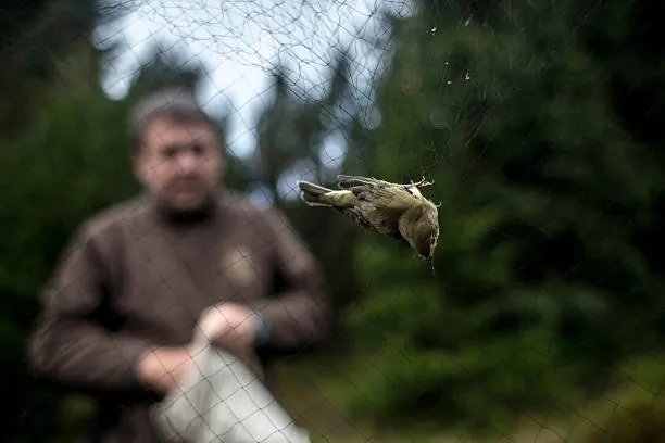 Anti Bird Nets in Domalguda