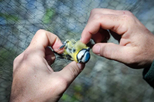 Anti Bird Nets in Chinthal