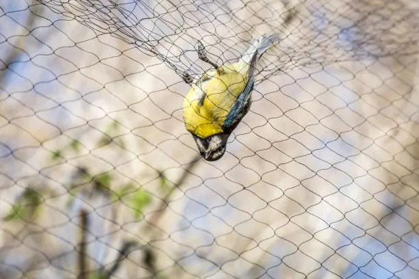 Anti Bird Nets in Chinthal