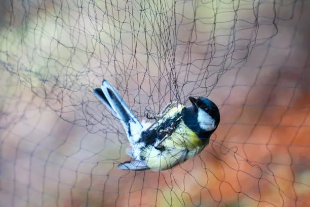 Anti Bird Nets in P & T Colony