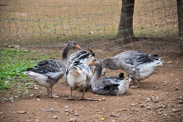 Anti Bird Nets in Patancheruvu