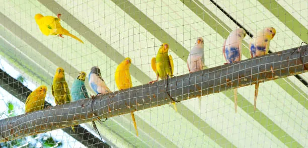 Anti Bird Nets in Charminar