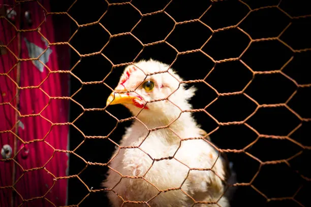 Anti Bird Nets in Rajendranagar