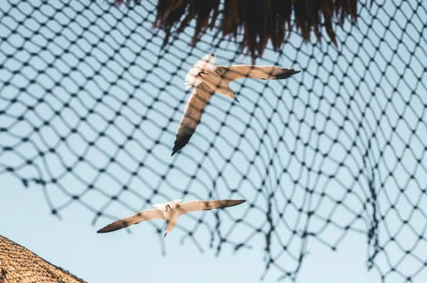 Anti Bird Nets in Ali Cafe