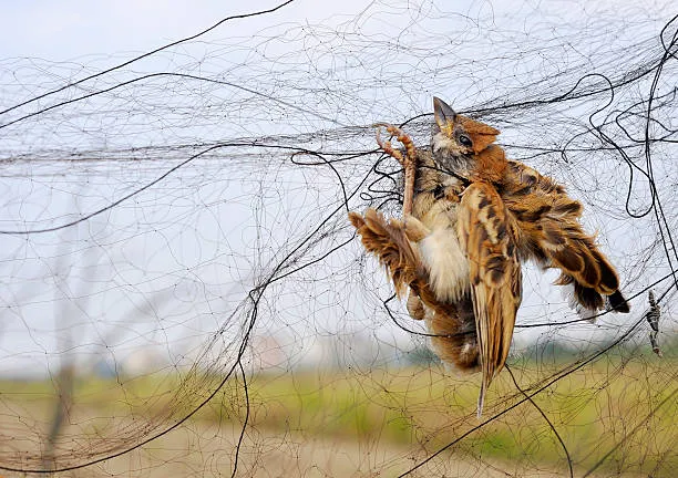 Anti Bird Nets in Toli Chowki