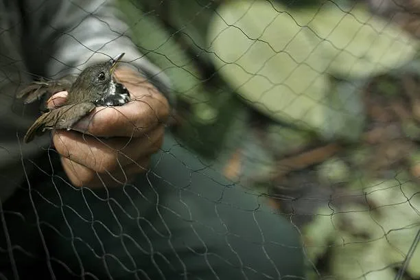 Anti Bird Nets in Uppuguda