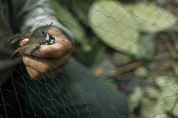 Anti Bird Nets in Golnaka