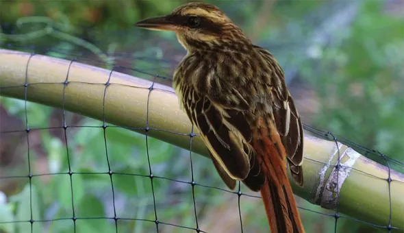 Anti Bird Nets in Golnaka