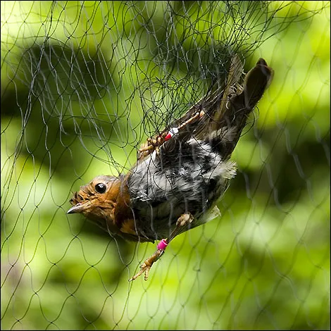 Anti Bird Nets in Lingampalli