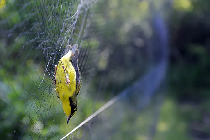 Anti Bird Nets in Uppuguda